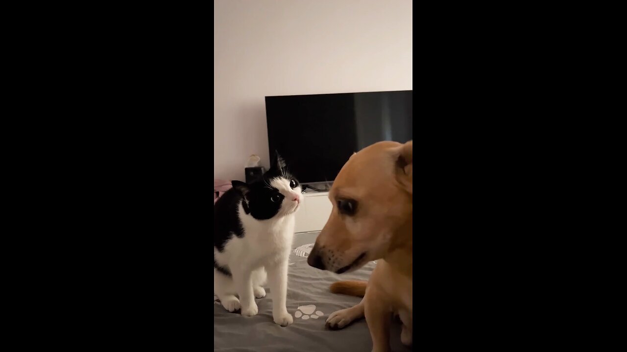 cat and dog funny videos