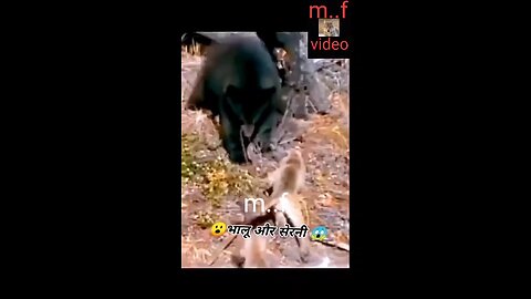 bear#.. killed the lioness, it went..## viral