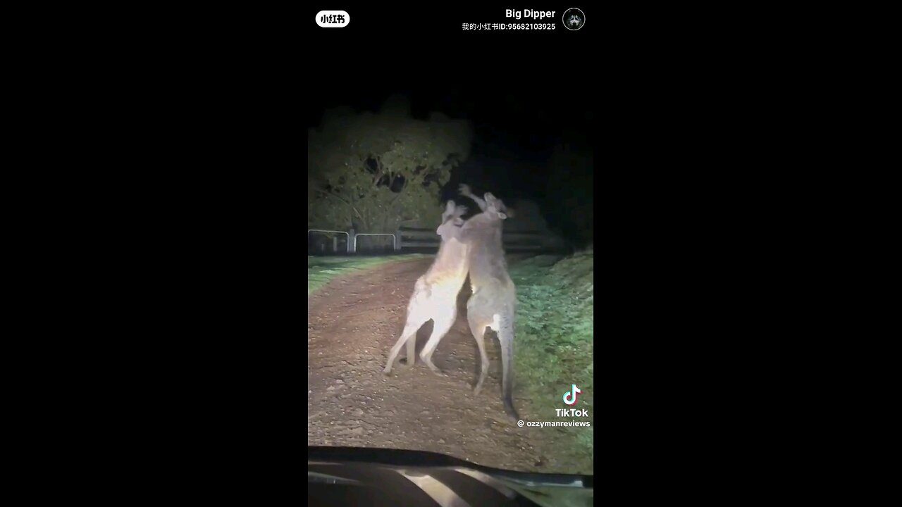 🇦🇺Aussie🦘Roos Fight Club..