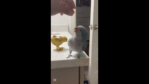 The funniest types of parrots, very cute, imitate sounds and are funny
