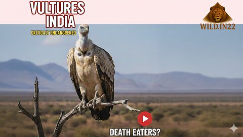 Why are the 'cleaners' of Gujarat's skies disappearing? | The Vanishing Vultures of Gujarat India