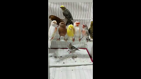 Canary