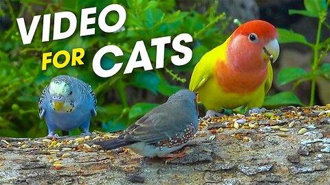 Beautiful Birds Compete For Interesting Food In The Forest - Video For Cats To Watch