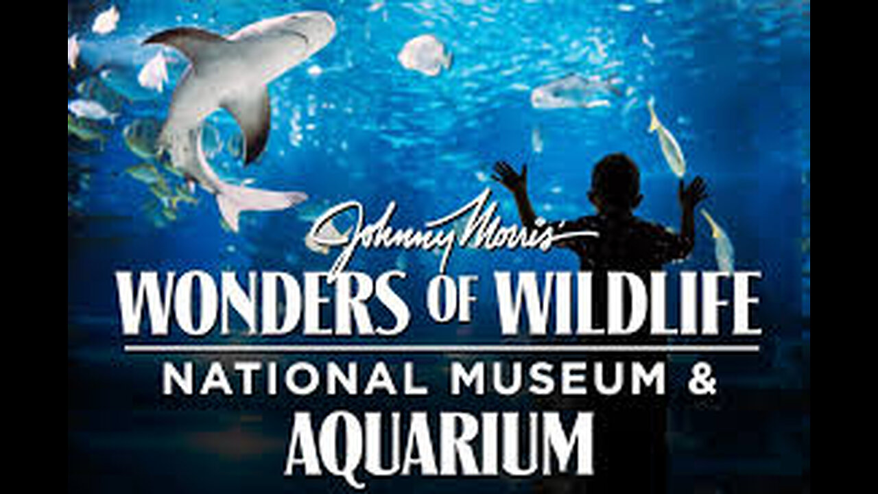 Wonders Of Wildlife National Museum & Aquarium