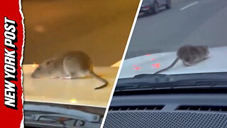 Wild video shows rat clinging to car hood on busy NYC road