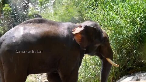 കുംകി ആനകൾ ആതിരപ്പിളിയിൽ, കാട്ടാനയെ മയക്കുവെടി വയ്ക്കും_Athirapally elephant_ Wild elephant captured