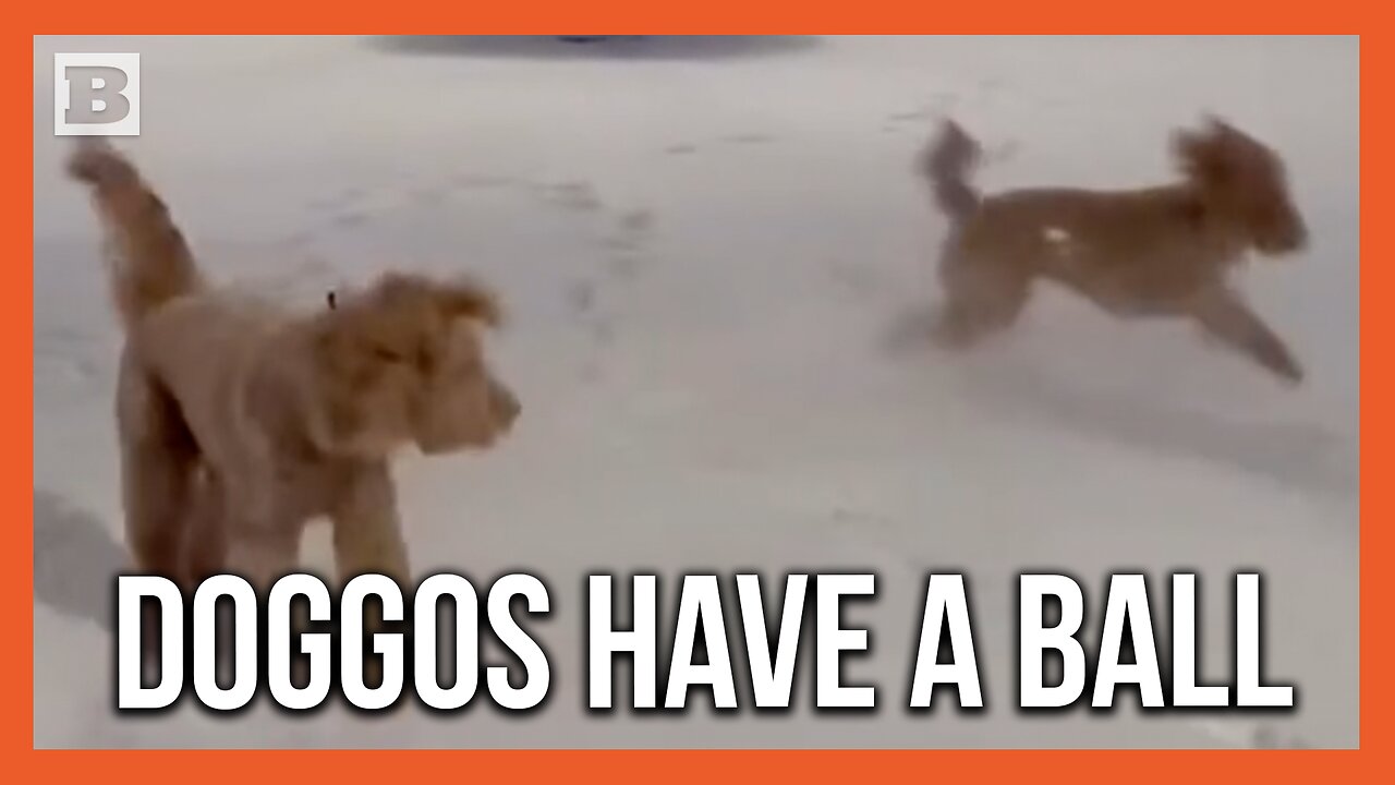 Dogs Have Time of Their Lives Playing in the Snow