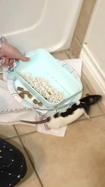 Young Fancy Rat Wednesday On Harness Exploring