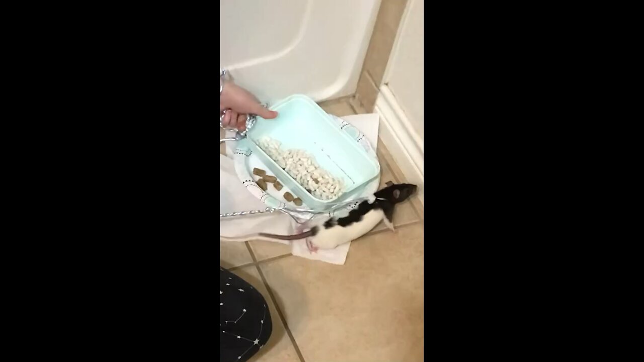 Young Fancy Rat Wednesday On Harness Exploring