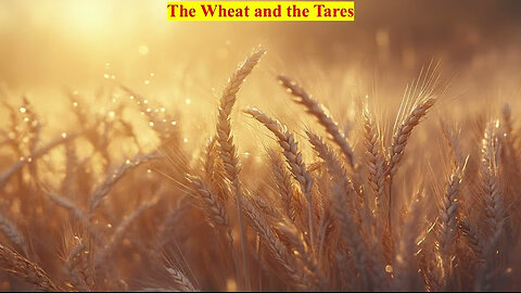 WHEAT AND TARES - Dr Conrad Vine