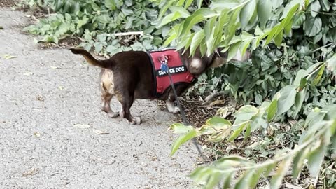 Still Walking
