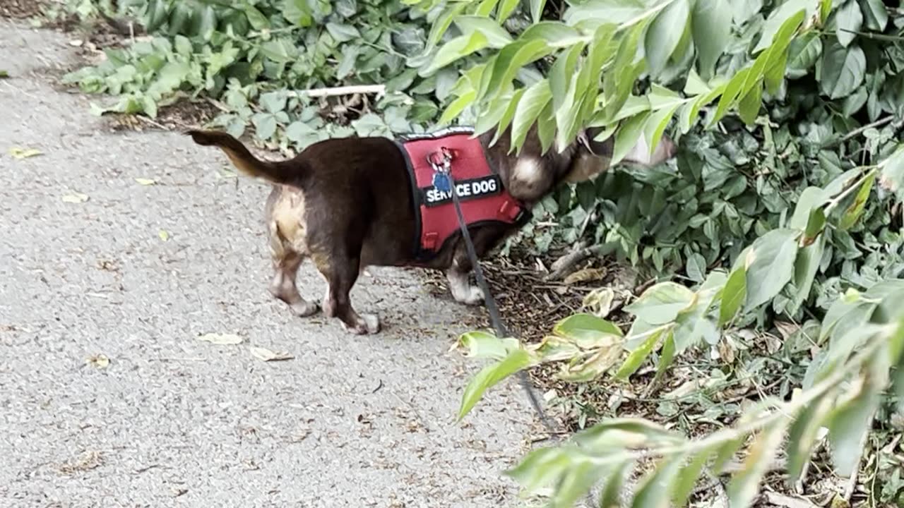 Still Walking