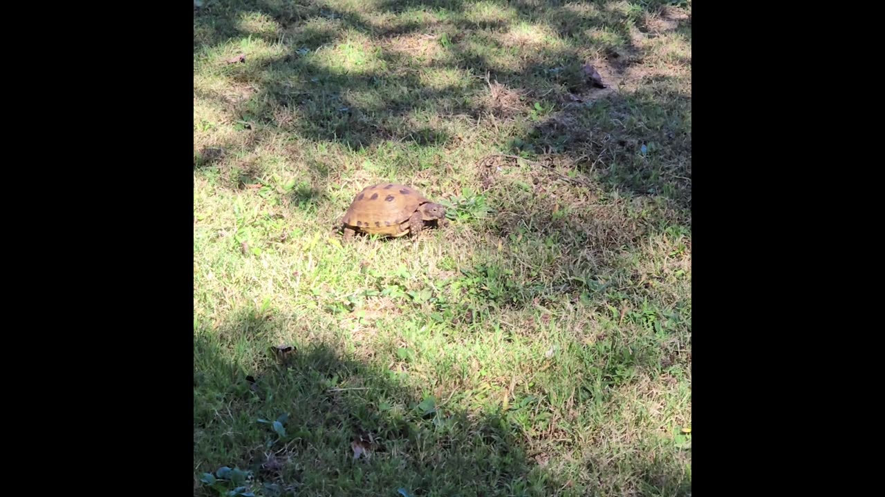 Russian Tortoise.