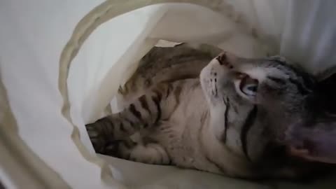 Tunnel Tranquility: Ultra-Relaxed Kitten in a Cozy Tunnel 😺🌀