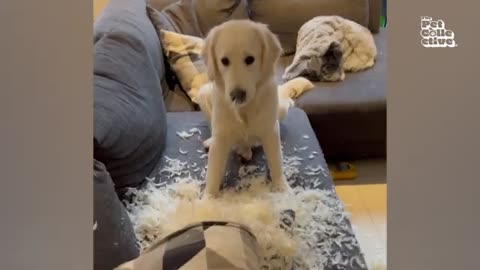 FUNNY Dogs 🤣
