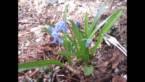 Blossoms In Blue Scilla April 2023