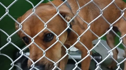 Bruno 2y Pet Id 950198 kennel 37 HSSAZ shelter_20251205_175717221