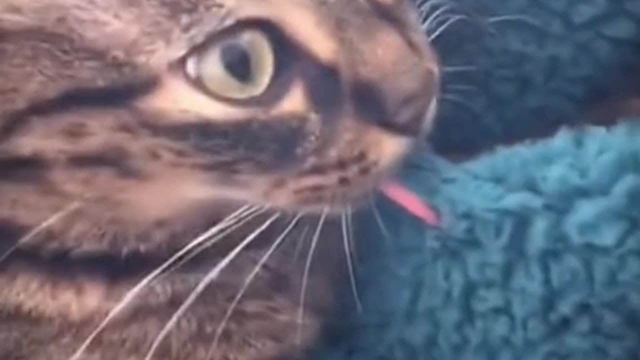 😂 😂 😂 #funny #animal #humor #cats #dogs #pets #rumble #viral #trending 080