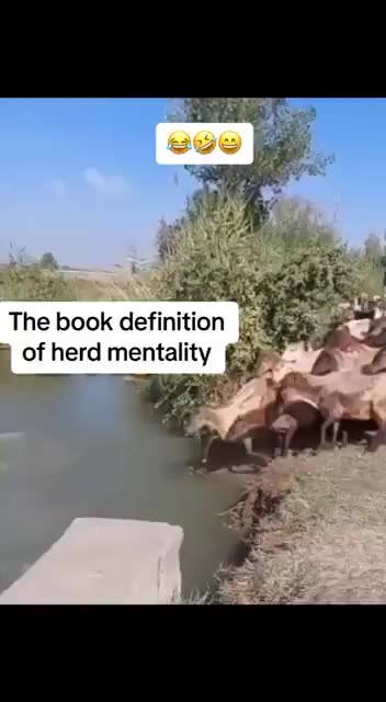 What herd mentality looks like. Humans do it too.