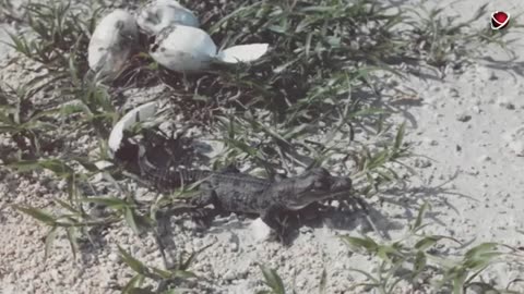 Why_Crocodiles_Like_Living_at_a_Nuclear_Plant(360p)