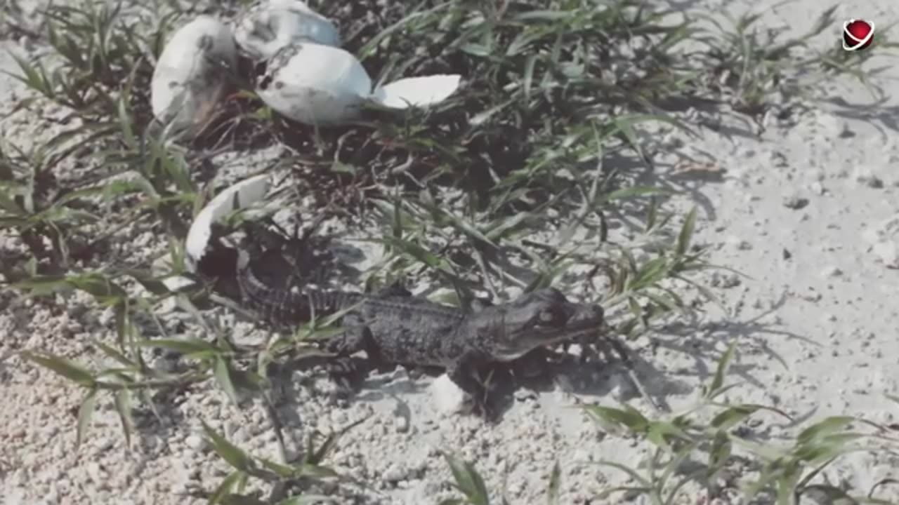 Why_Crocodiles_Like_Living_at_a_Nuclear_Plant(360p)