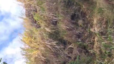 Ella Wellawaya- Sri Lanka's Most Scenic Mountain Road Trip #Ella Wellawaya #RoadTrip Clip 3
