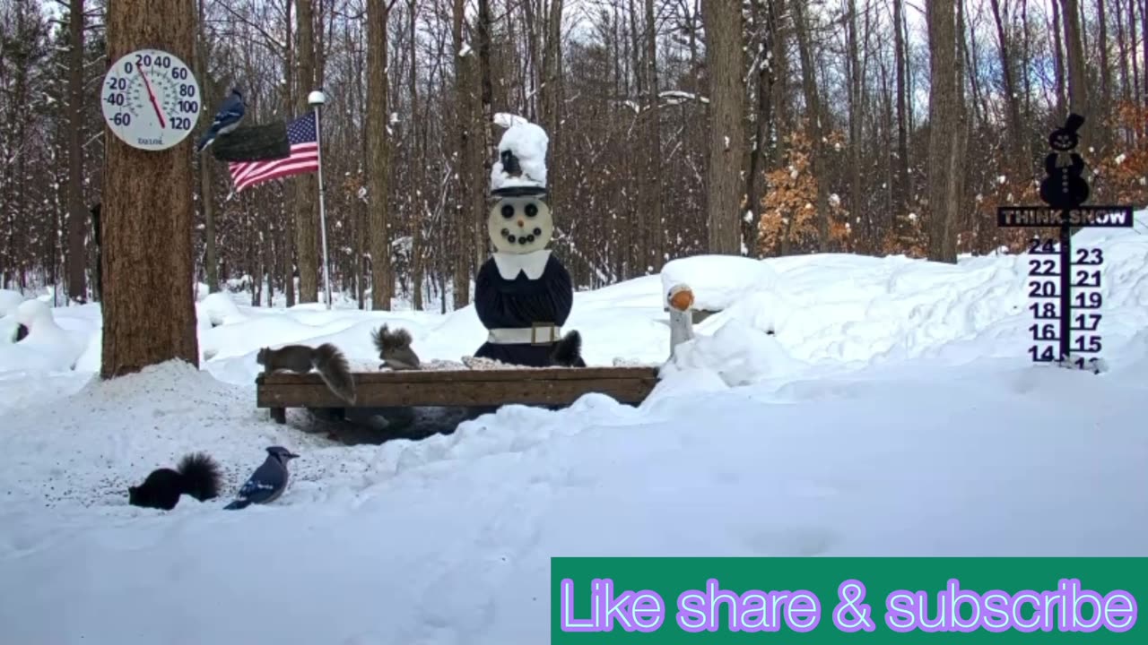 Wolf in Michigan Snowman
