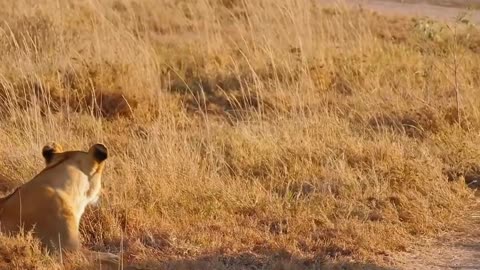 🐆🐝 Lion Cubs Meet Their Father for the First Time! | FeedMyCuriosity