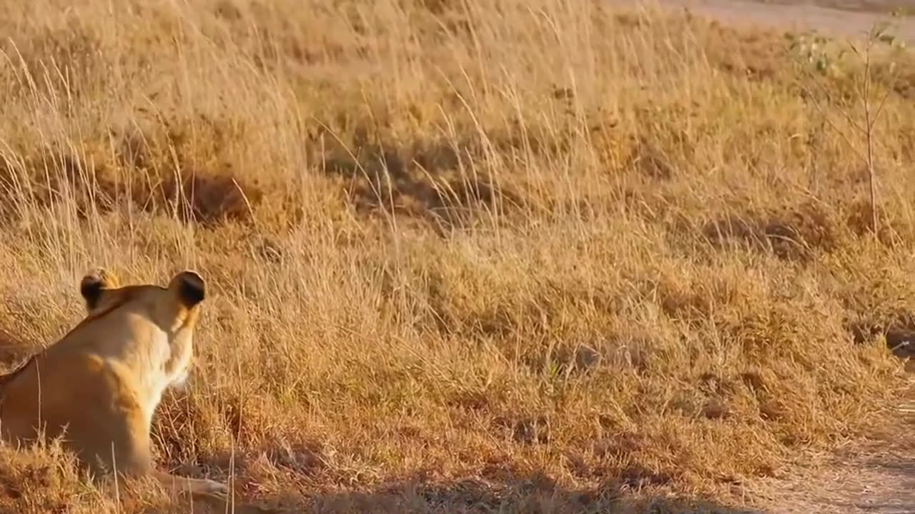 🐆🐝 Lion Cubs Meet Their Father for the First Time! | FeedMyCuriosity