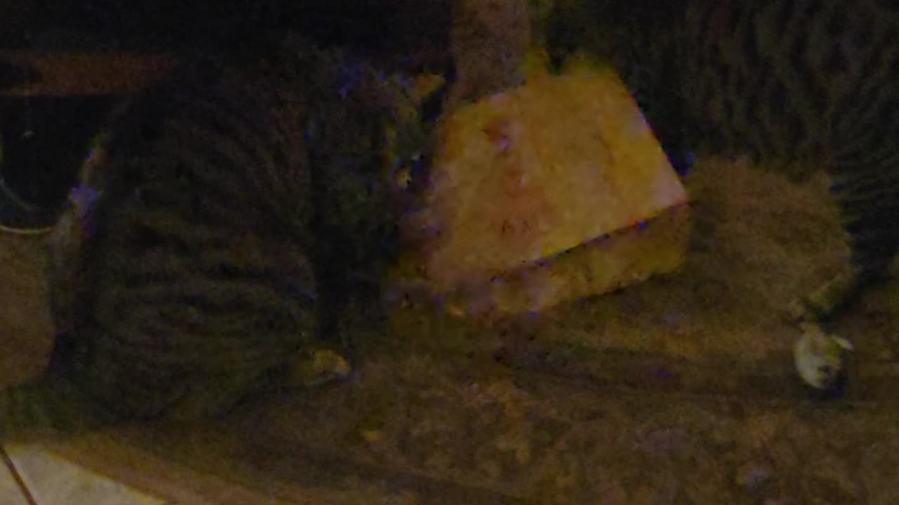 Catnip