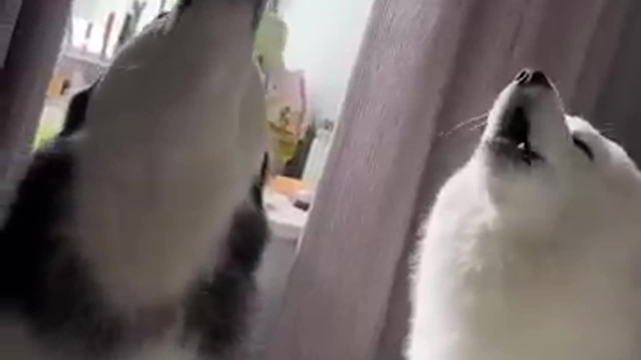 Husky Hijinks: Dramatic Canines with an Italian Flair