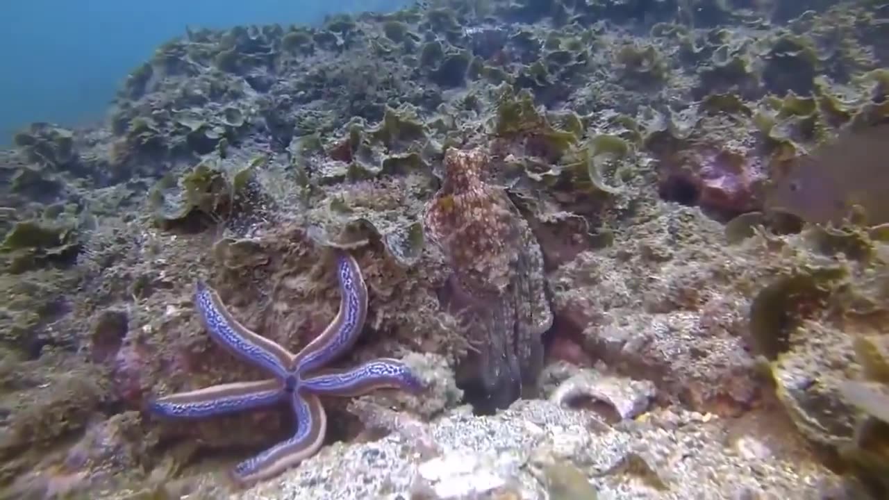 Octopus Are So Cool
