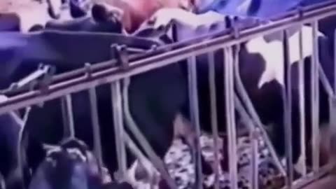 🐄🤯 Watch As This Cow Amazes You With Its Intelligence! | FeedMyCuriosity