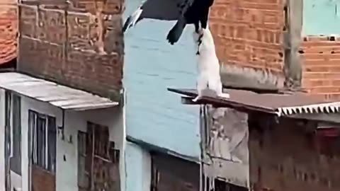 He mounted the vulture, a vulture hunted, turning into an aerial Uber.