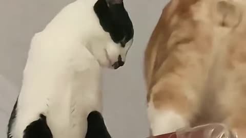 Epic Cat Fight: When fluff meets fury!😹