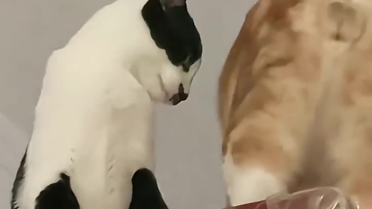 Epic Cat Fight: When fluff meets fury!😹
