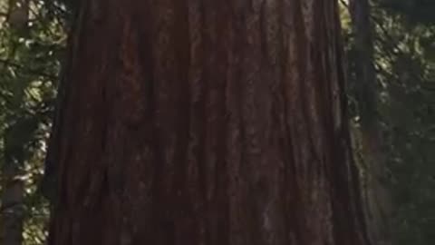 Barbara O'Neill - On How Important Our Abdominal Muscles Are In The Breathing Process