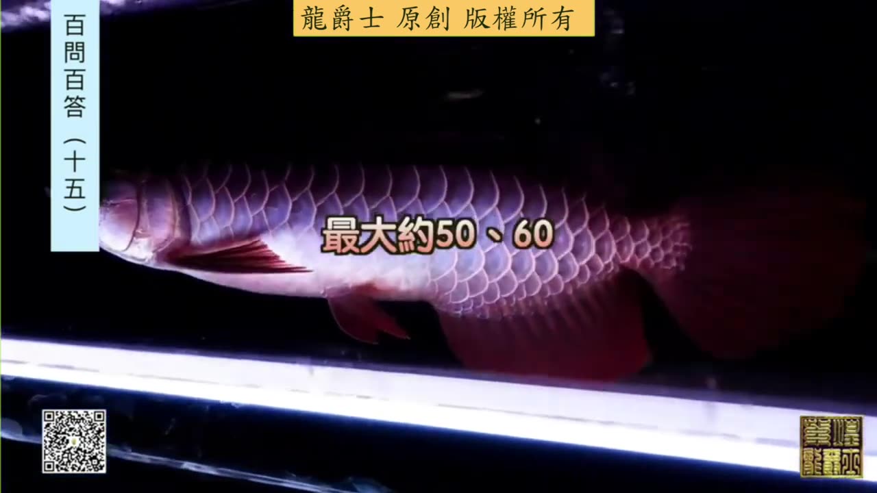 【龍爵士】千問千答 Q160 短身最大可以長多長