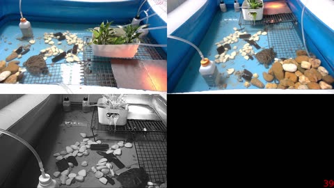 Tired of the same streams all over again? Look at some turtle instead!