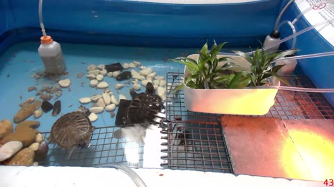 Tired of the same streams all over again? Look at some turtle instead!