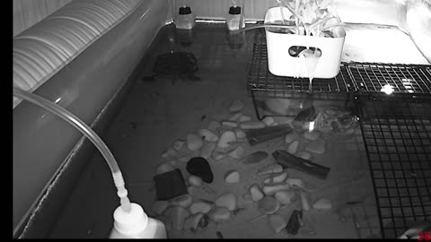 Tired of the same streams all over again? Look at some turtle instead!