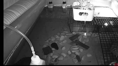 Tired of the same streams all over again? Look at some turtle instead!