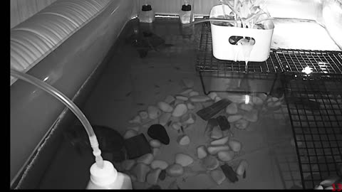 Tired of the same streams all over again? Look at some turtle instead!