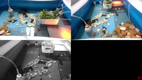 Tired of the same streams all over again? Look at some turtle instead!