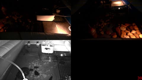 Tired of the same streams all over again? Look at some turtle instead!