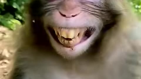 Monkey Laughing Funny video - Animal 😂