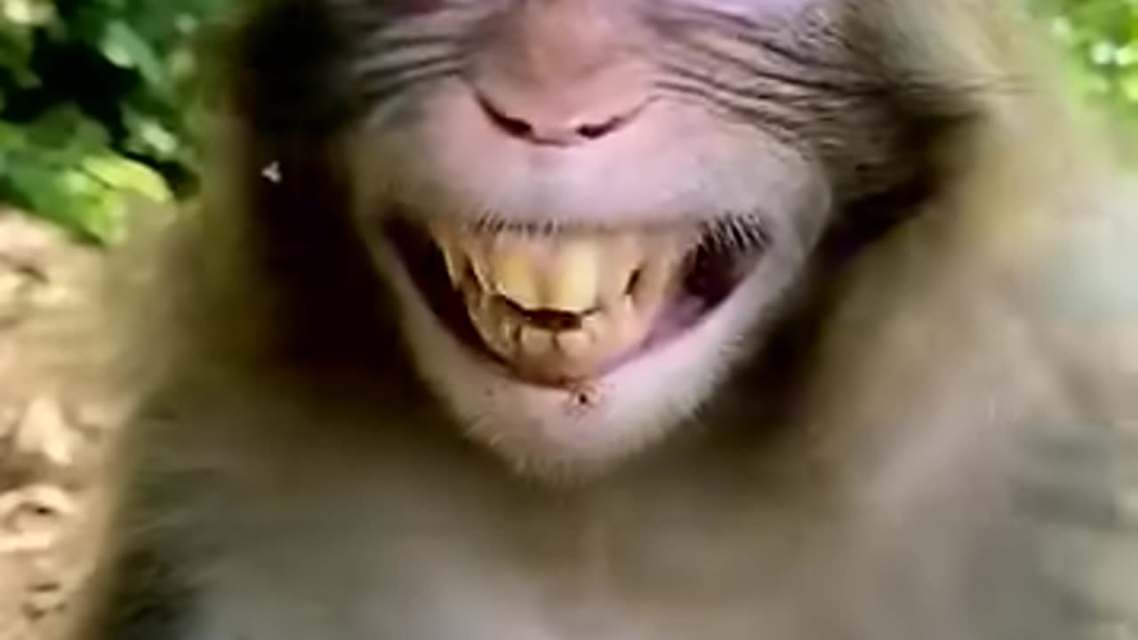 Monkey Laughing Funny video - Animal 😂