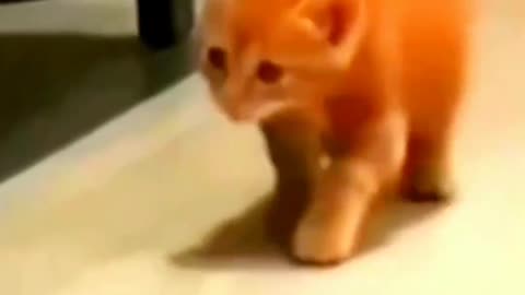 Hilarious Cat Shorts | Daily Joy 🐱🤣