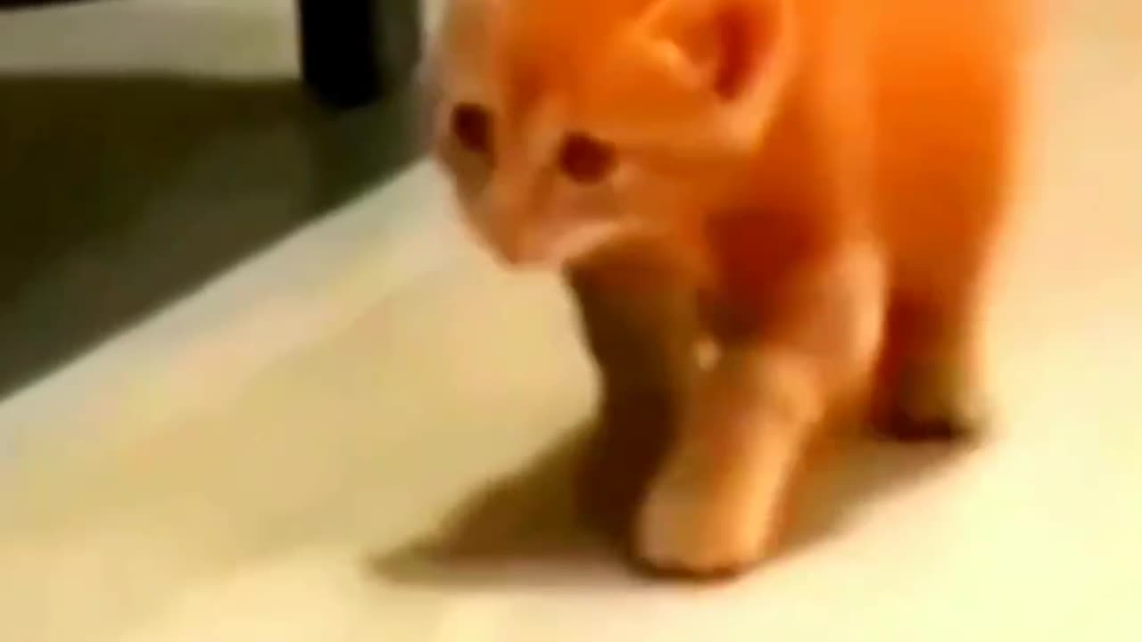 Hilarious Cat Shorts | Daily Joy 🐱🤣