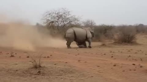 Wild life Video RUMBLE Premium VIDEO